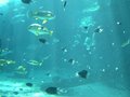 Great Barrier Reef