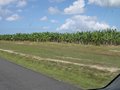 Bananen-Plantage