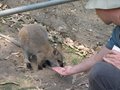 Kangaroo und Dirk
