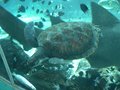 Great Barrier Reef