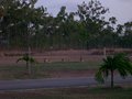 Kangaroos auf dem Campingplatz