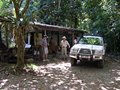 Regenwald bei Cairns